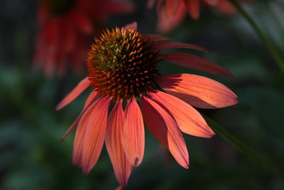 Close-up of orange flower