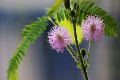 Close-up of flower against blurred background