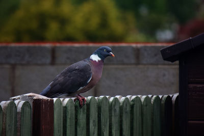 Close-up of bird perching on wooden post