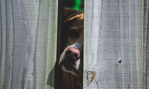 Close-up of dog looking through fence