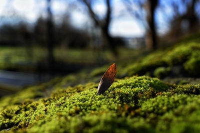 Close-up of leaf on tree trunk