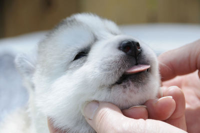 Close-up of hand holding dog