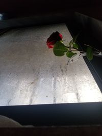 High angle view of rose plant on window