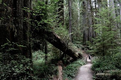 Trees in forest