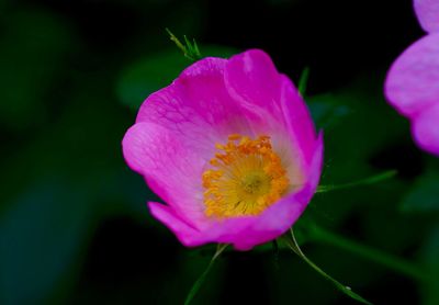 Close-up of pink flowers