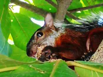 Close-up of horse eating plant