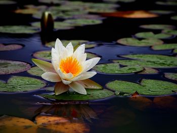 Close-up of lotus water lily in pond