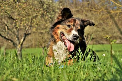 Portrait of dog running in field