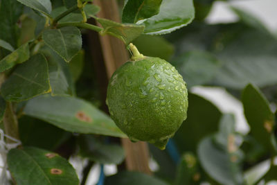 Close-up of fruits on tree