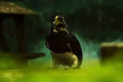 Close-up of bird on land