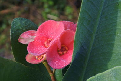 Close-up of pink rose flower