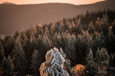 Pine trees on mountain during winter