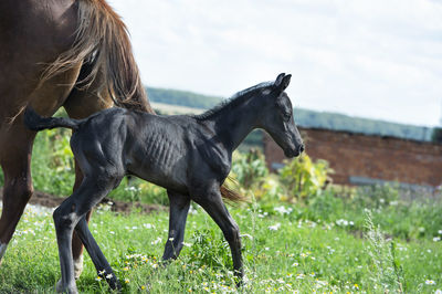 Horse standing on field