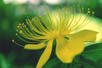 Close-up of yellow flowering plant