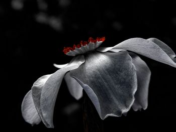 Close-up of flowers blooming outdoors