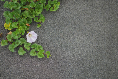 High angle view of flowering plant on road
