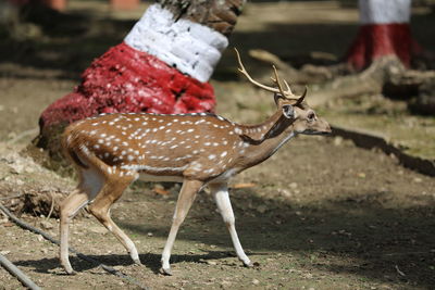 Deer standing