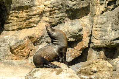 Sea lion resting against rock formation on sunny day
