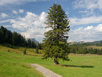 Trees on field against sky