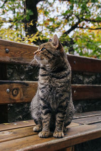 Cat sitting on bench