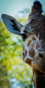 Close-up of an animal