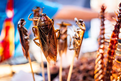 Close-up of insect
