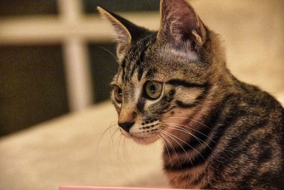 Close-up of a cat looking away