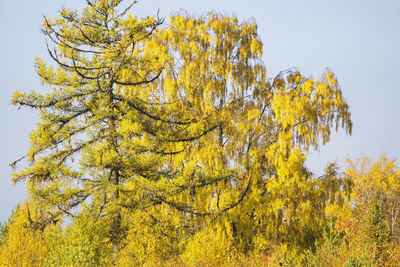 Low angle view of yellow autumn tree against sky