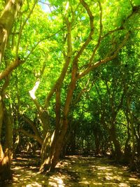 Trees in forest