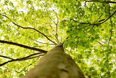 Low angle view of tree