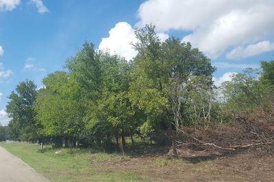 Trees on field against sky