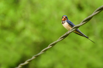 Close-up of bird perching on branch