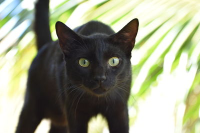 Close-up portrait of cat