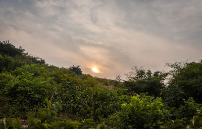 Low angle view of trees against sky during sunset