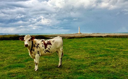 A cow standing in field with view of sea and lighthouse 