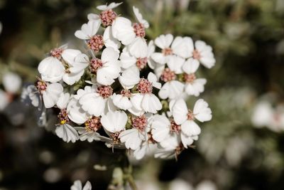 Close-up of white cherry blossom tree