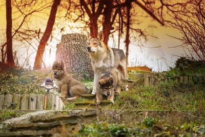 View of puppies on tree trunk