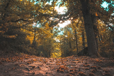 Autumn magic forest. from the ground, path full of chestnuts, it makes its way through the trees.