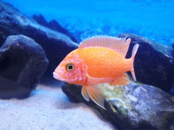 Close-up of fish swimming in sea