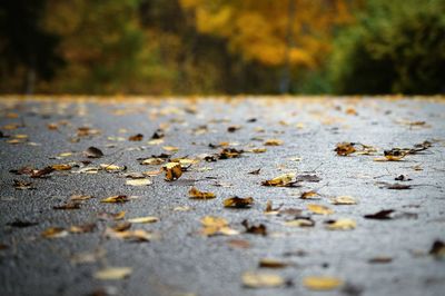 Fallen leaves on road during autumn