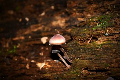 Close-up of mushrooms growing on tree trunk