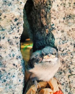 Close-up of a bird