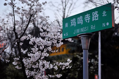 Close-up of road sign against trees