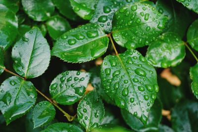 Close-up of raindrops on leaves