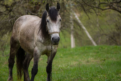 Horse standing on field