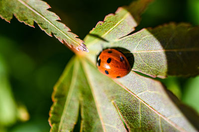 Close-up of ladybug on leaf