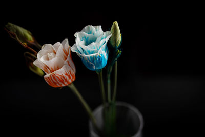 Close-up of rose flower against black background