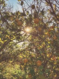 Low angle view of tree against sky