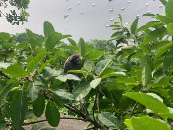 Low angle view of bird perching on tree