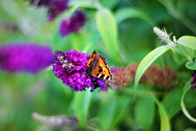 Close-up of butterfly pollinating on purple flower